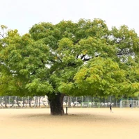 画像264